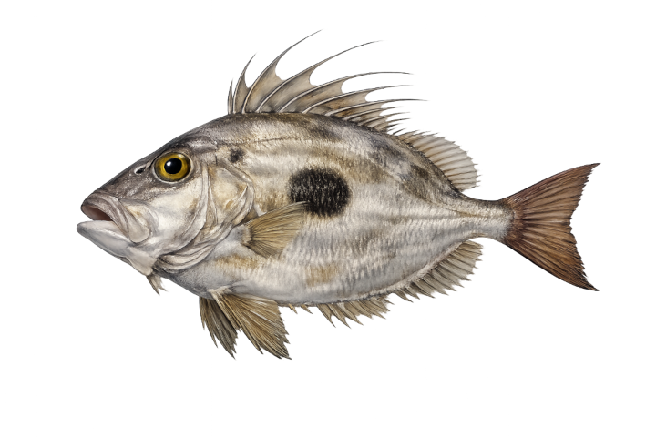 John Dory